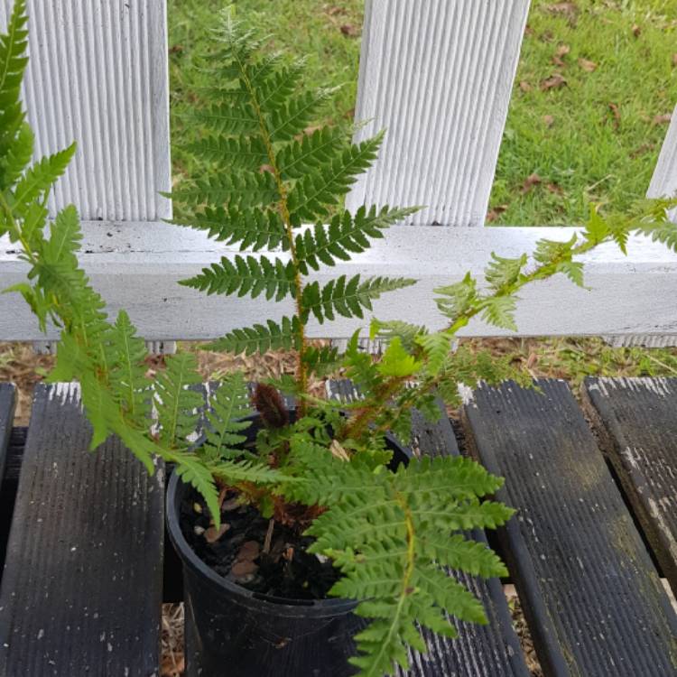 Plant image Cyathea cooperi syn. Alsophila cooperi