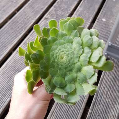 Aeonium Tabuliforme