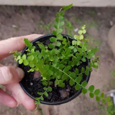 Nephrolepis duffii syn. Nephrolepis cordifolia 'Duffii', Nephrolepis cordifolia 'Lemon Buttons'