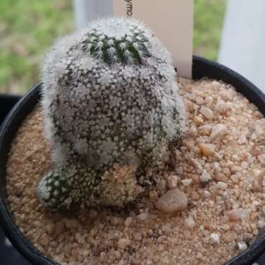 Parodia scopa v Minor