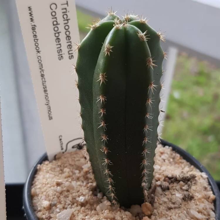 Plant image Trichocereus scopulicola 'Super Pedro' syn. Echinopsis scopulicola 'Super Pedro'