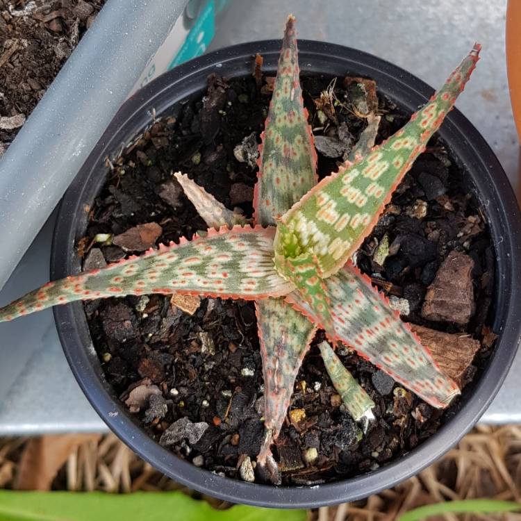 Plant image Aloe ‘Wrasse'