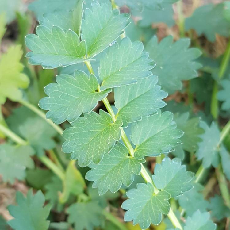 Plant image Sanguisorba minor