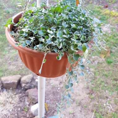 Dichondra argentea 'Silver Falls'