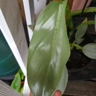 Philodendron hastatum syn. Philodendron 'Silver Sword'