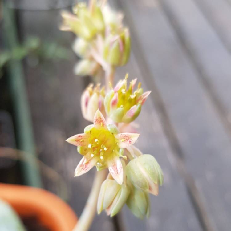 Plant image Pachyphytum