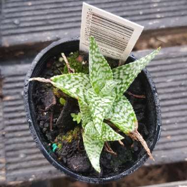 Aloe hybrid 'White Beauty'