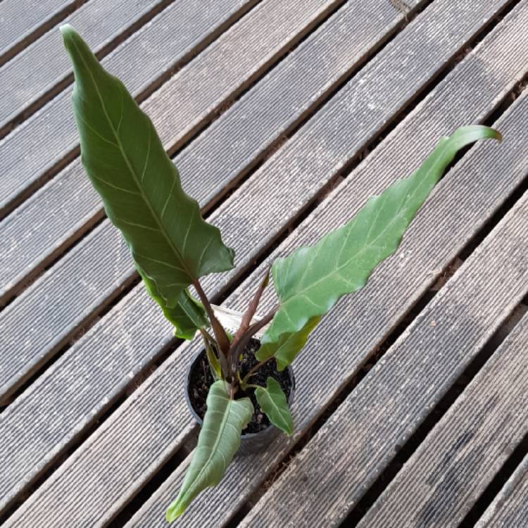 Plant image Alocasia lauterbachiana