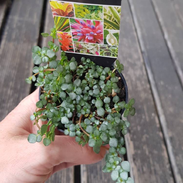 Plant image Pilea Glauca 'Silver Sprinkles' syn. Pilea libanensis 'Silver Sprinkles'