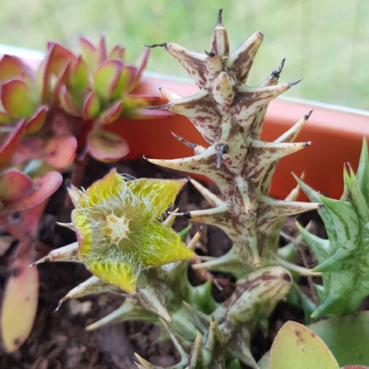 Plant image Stapelia dummeri syn. orbea dummeri