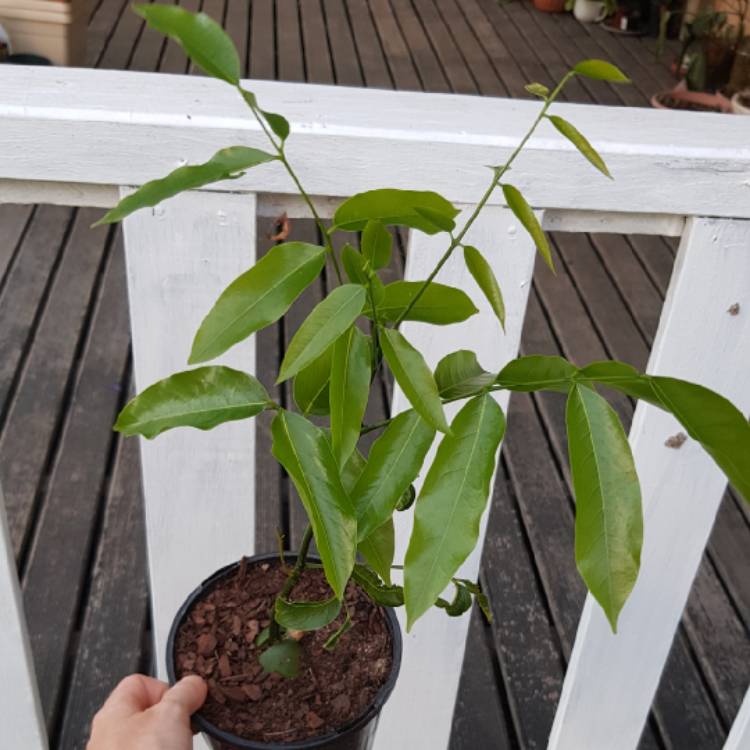 Plant image Castanospermum australe  syn. Castanospermum brevivexillum ; Castanospermum australe var. brevivexillum