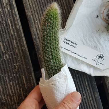 Cleistocactus brookeae ssp. vulpis-cauda