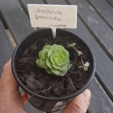 Aeonium Pancake