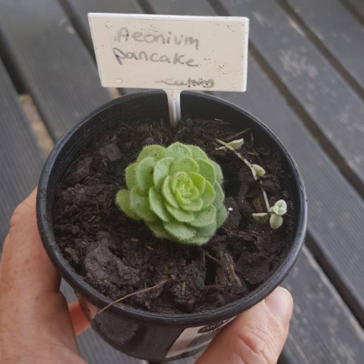 Plant image Aeonium Pancake