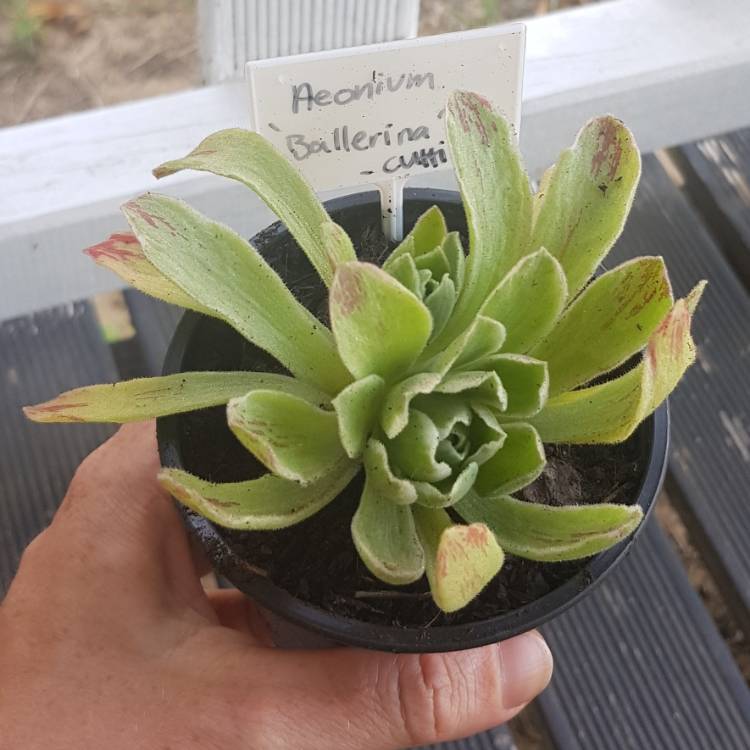 Plant image Aeonium Ballerina