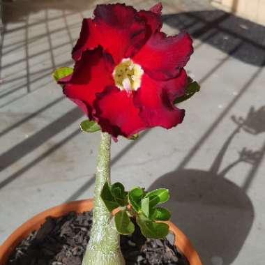 Adenium obesum