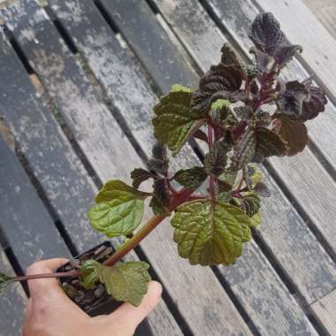 Plectranthus nitidus