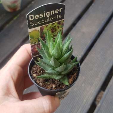 Haworthia resendeana