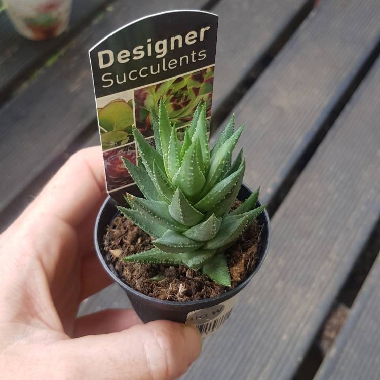 Plant image Haworthia resendeana