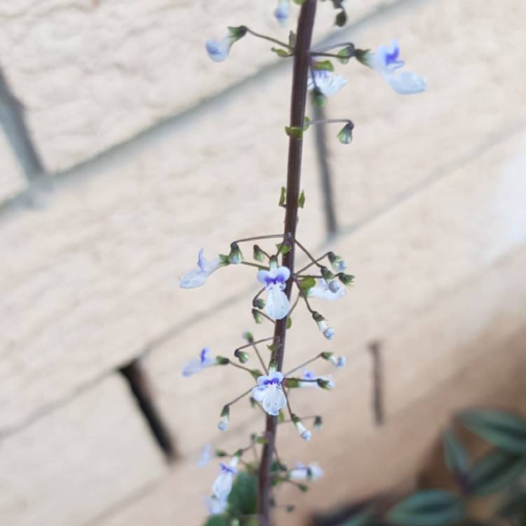 plant image 1217475