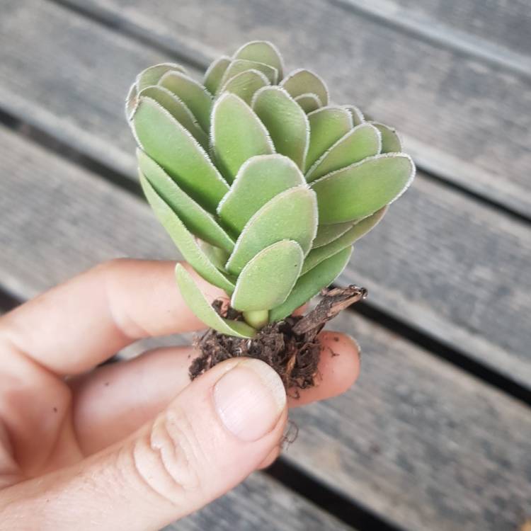 Plant image Crassula Ciliata