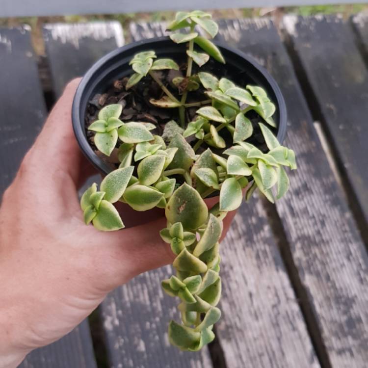 Plant image Crassula 'Isabella'