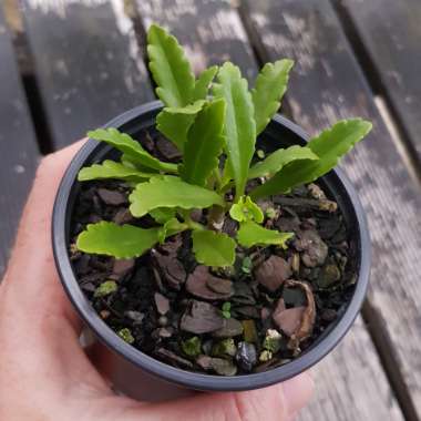 Kalanchoe 'Pixie Bells'