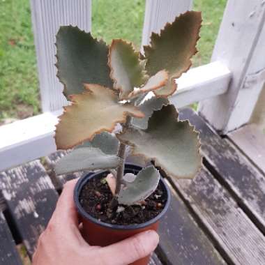 Kalanchoe Beharensis Oak Leaf