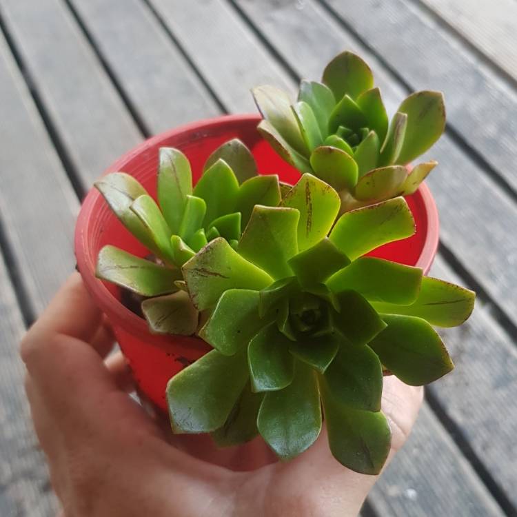 Plant image Aeonium Bronze Medal