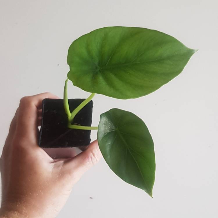 Plant image Alocasia clypeolata syn. Alocasia 'Green Shield', Alocasia clypeolata 'Green Shield'