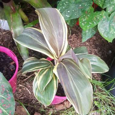 Cordyline Fruticosa 'Mocha Latte'