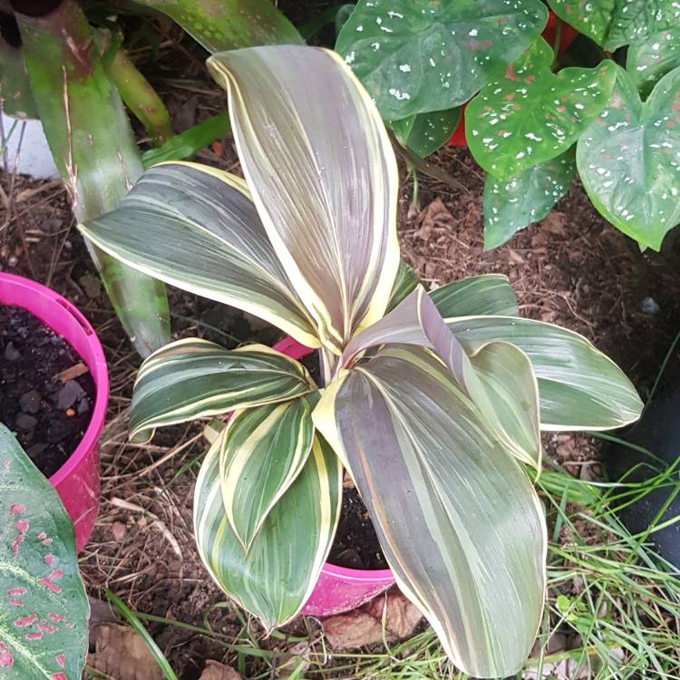 Plant image Cordyline Fruticosa 'Mocha Latte'