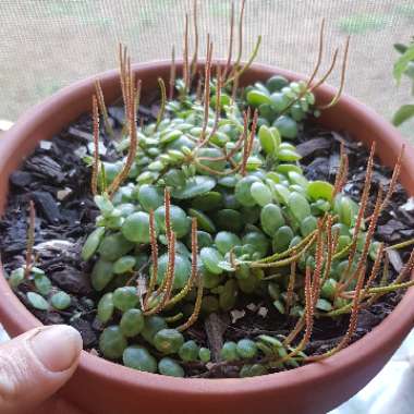 Peperomia prostrata