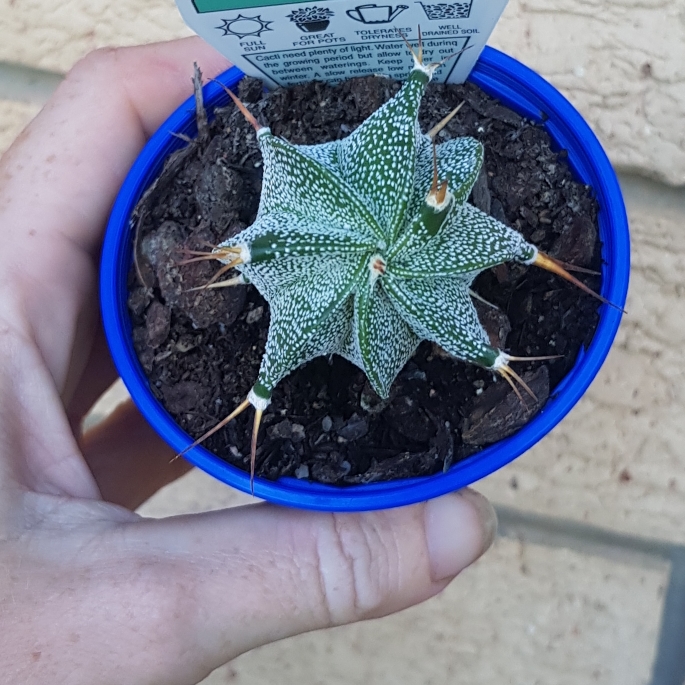 Plant image Astrophytum Ornatum