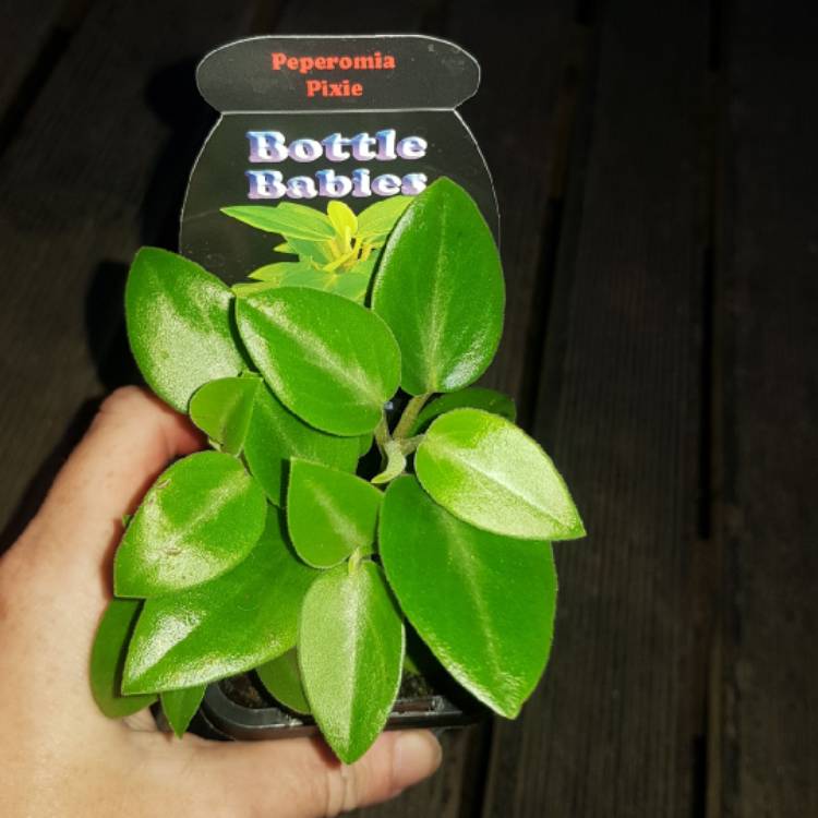 Plant image Peperomia orba 'Pixie Lime'