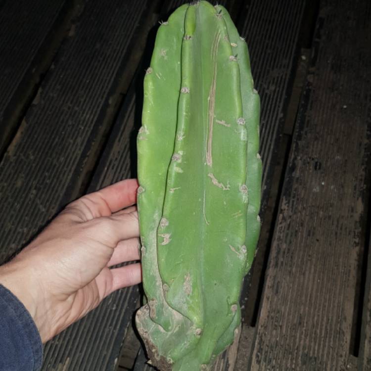 Plant image Cereus