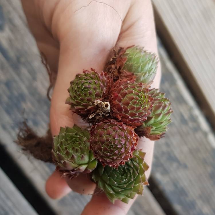 Plant image Sempervivum Octopodes v. Apetalum