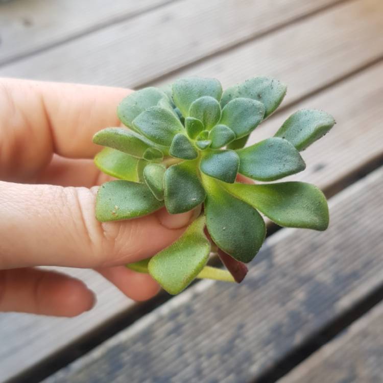 Plant image Aeonium Lindleyi v. Lindleyi