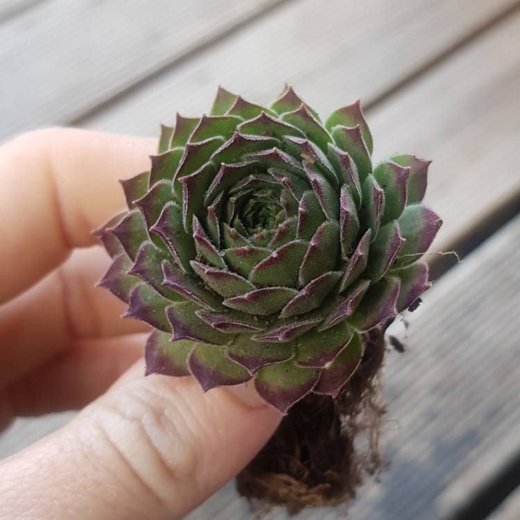 Plant image Sempervivum Red King