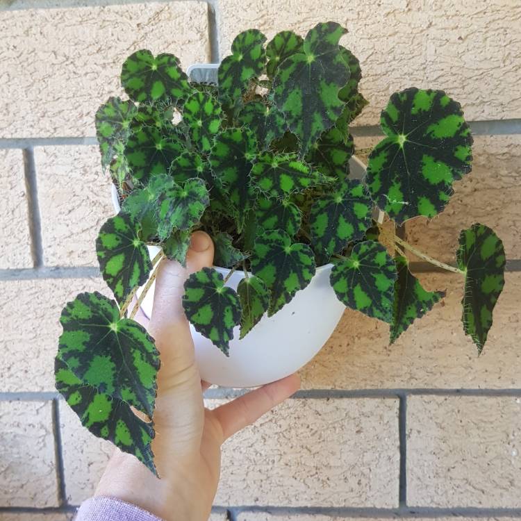 Plant image Begonia 'Tiger Paws'