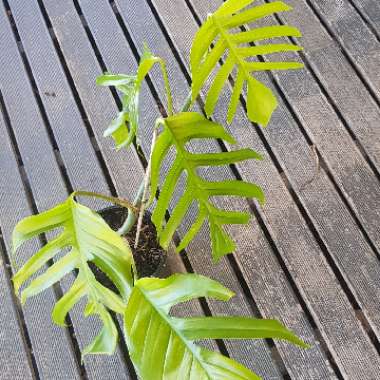 Epipremnum pinnatum  syn. Monstera pinnata, Philodendron pinnatum, Pothos pinnatus, Rhaphidophora pinnata, Scindapsus pinnatus