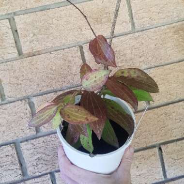 Hoya potsii