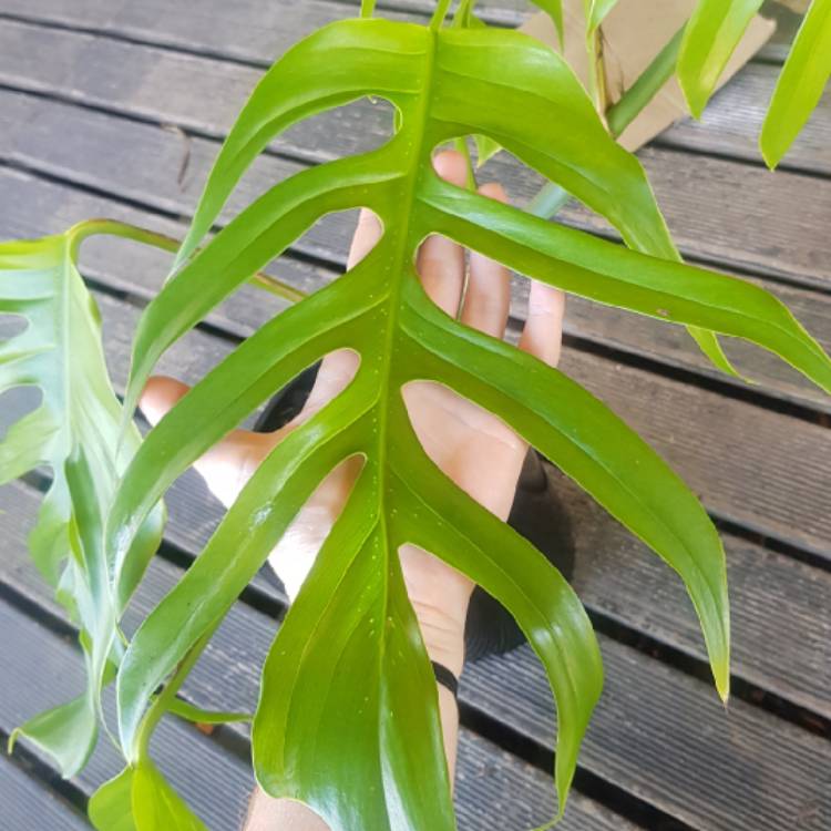 Plant image Epipremnum pinnatum  syn. Monstera pinnata, Philodendron pinnatum, Pothos pinnatus, Rhaphidophora pinnata, Scindapsus pinnatus