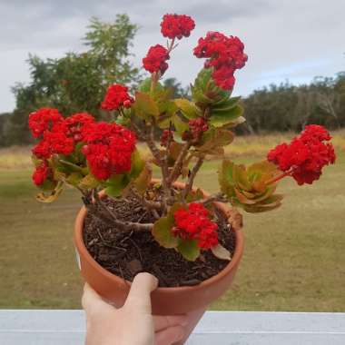 Kalanchoe blossfeldiana 'Double Flower Variety'