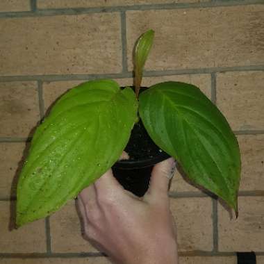 Tacca Integrifolia