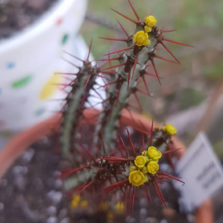 Plant image Euphorbia Aeruginosa var. Minor