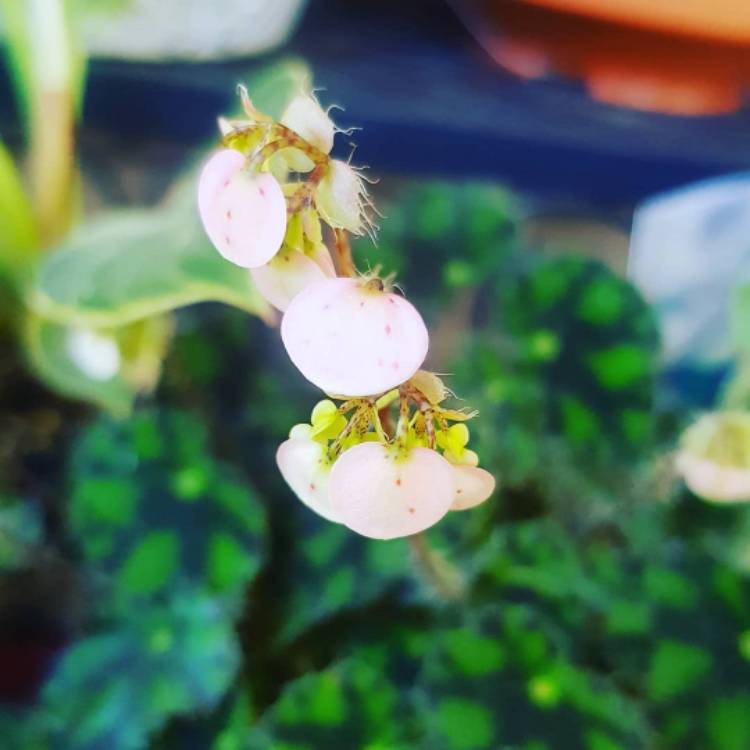 Plant image Begonia 'Tiger Paws'