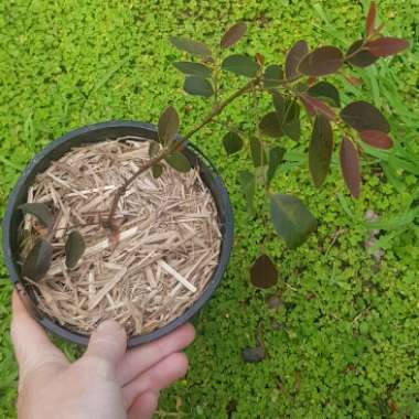 Breynia cernua 'Ironstone Range'