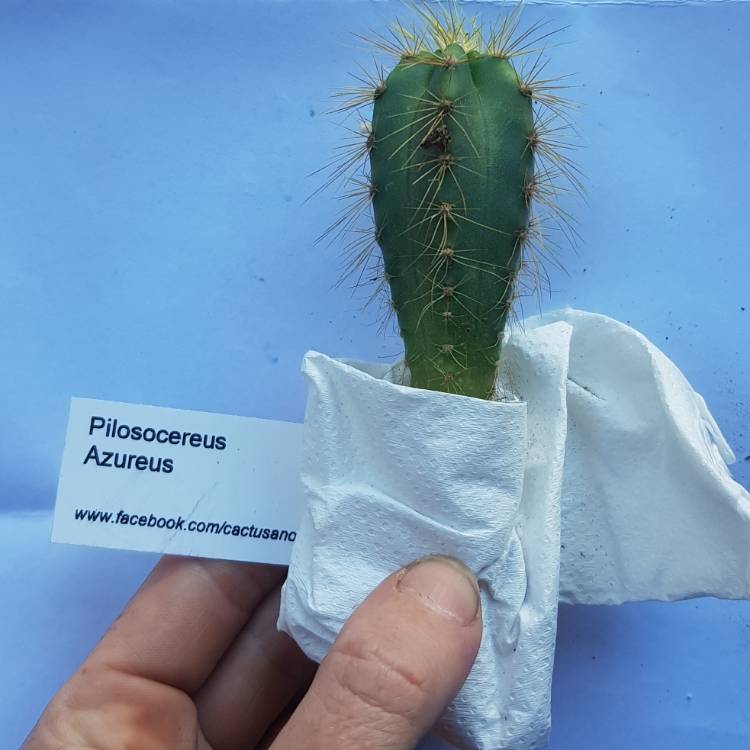 Plant image Pilosocereus azureus