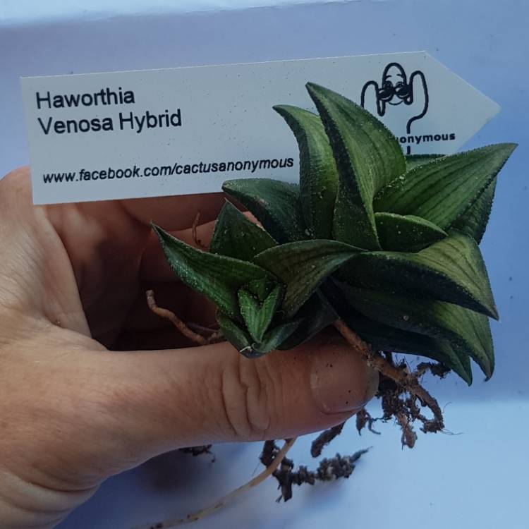 Plant image Haworthia venosa